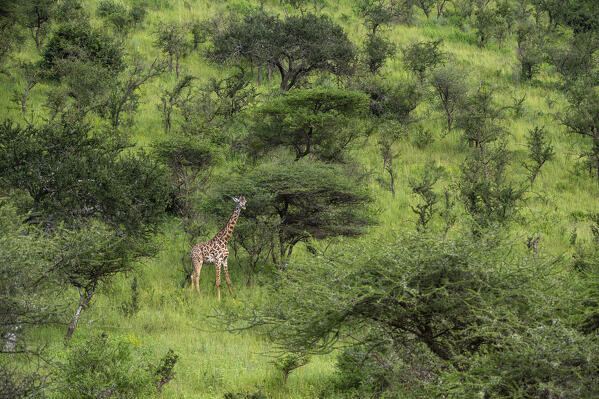 Masai giraffe (Giraffa camelopardalis tippelskirchi), Ndutu, Ngorongoro Conservation Area, Serengeti, Tanzania.