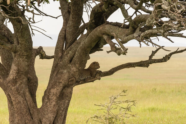 Leopard (Panthera pardus), Seronera, Serengeti National Park, Tanzania.