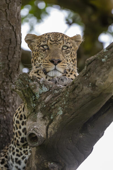Leopard (Panthera pardus), Seronera, Serengeti National Park, Tanzania.