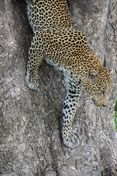 Leopard (Panthera pardus), Seronera, Serengeti National Park, Tanzania.