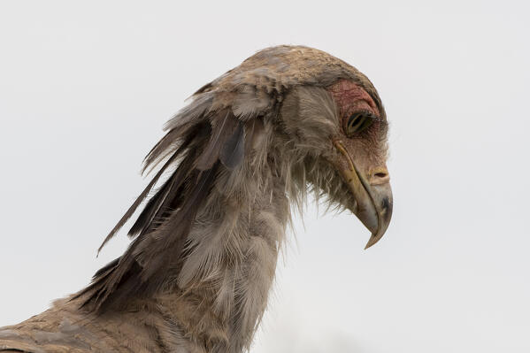 Secretarybird (Sagittarius serpentarius), Ndutu, Ngorongoro Conservation Area, Serengeti, Tanzania.
