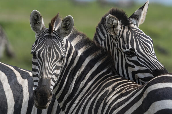 Plains zebras (Equus quagga), Ndutu, Ngorongoro Conservation Area, Serengeti, Tanzania.