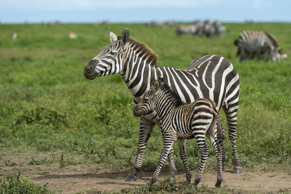 Plains zebras (Equus quagga), Ndutu, Ngorongoro Conservation Area, Serengeti, Tanzania.