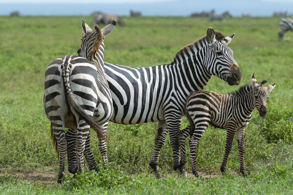 Plains zebras (Equus quagga), Ndutu, Ngorongoro Conservation Area, Serengeti, Tanzania.