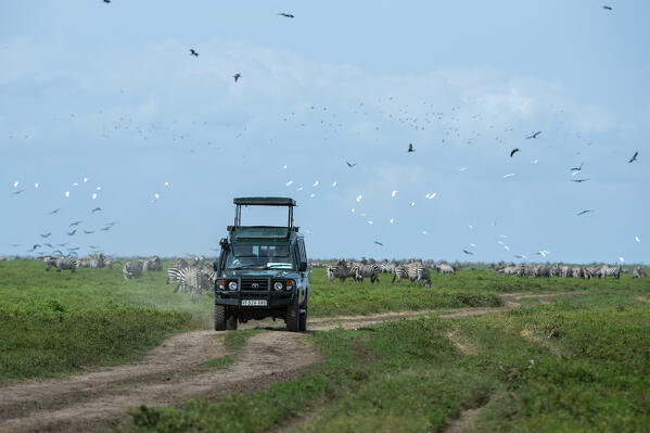 Ndutu, Ngorongoro Conservation Area, Serengeti, Tanzania.