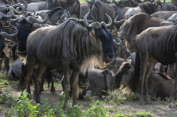 Wildebeests (Connochaetes taurinus), Ndutu, Ngorongoro Conservation Area, Serengeti, Tanzania.
