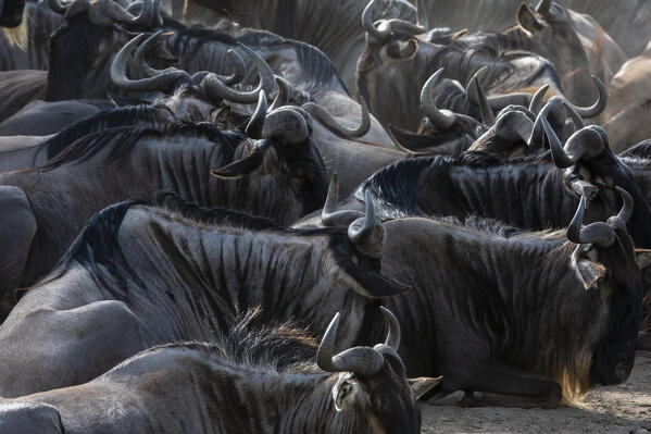 Wildebeests (Connochaetes taurinus), Ndutu, Ngorongoro Conservation Area, Serengeti, Tanzania.