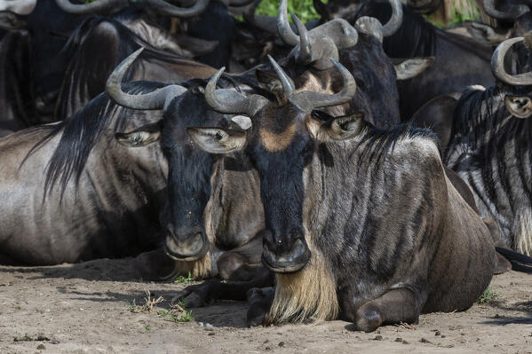 Wildebeests (Connochaetes taurinus), Ndutu, Ngorongoro Conservation Area, Serengeti, Tanzania.