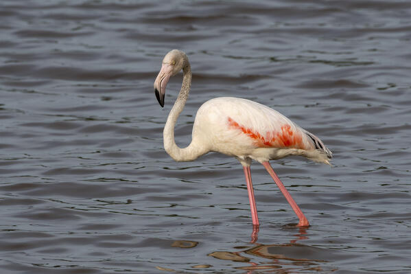 Greater flamingo (Phoenicopterus ruber) on the lake Ndutu, Ngorongoro Conservation Area, Serengeti, Tanzania.