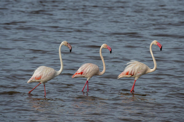 Greater flamingos (Phoenicopterus ruber) on the lake Ndutu, Ngorongoro Conservation Area, Serengeti, Tanzania.