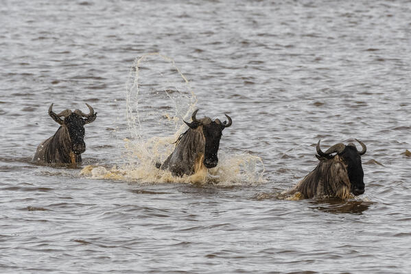 Wildebeests (Connochaetes taurinus), Ndutu, Ngorongoro Conservation Area, Serengeti, Tanzania.