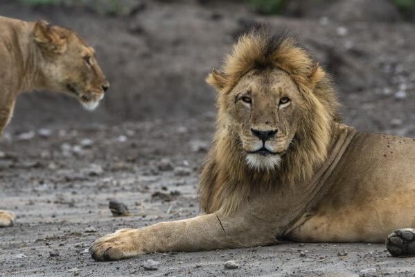 Lion (Panthera leo), Ndutu, Ngorongoro Conservation Area, Serengeti, Tanzania.