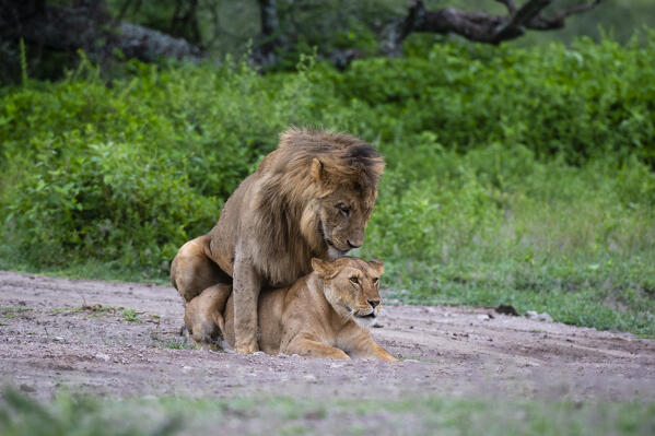 Lions mating (Panthera leo), Ndutu, Ngorongoro Conservation Area, Serengeti, Tanzania.