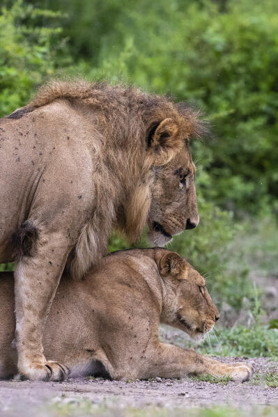 Lion (Panthera leo), Ndutu, Ngorongoro Conservation Area, Serengeti, Tanzania.