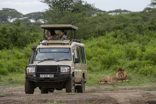 Tourist off road vehicle on  lion sighting (Panthera leo), Ndutu, Ngorongoro Conservation Area, Serengeti, Tanzania.