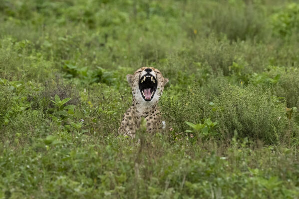 Cheetah (Acinonyx jubatus), Ndutu, Ngorongoro Conservation Area, Serengeti, Tanzania.