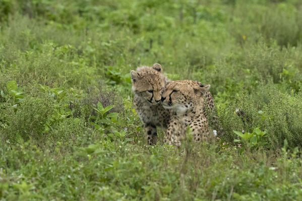 Cheetah (Acinonyx jubatus), Ndutu, Ngorongoro Conservation Area, Serengeti, Tanzania.