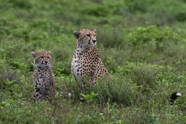 Cheetah (Acinonyx jubatus), Ndutu, Ngorongoro Conservation Area, Serengeti, Tanzania.