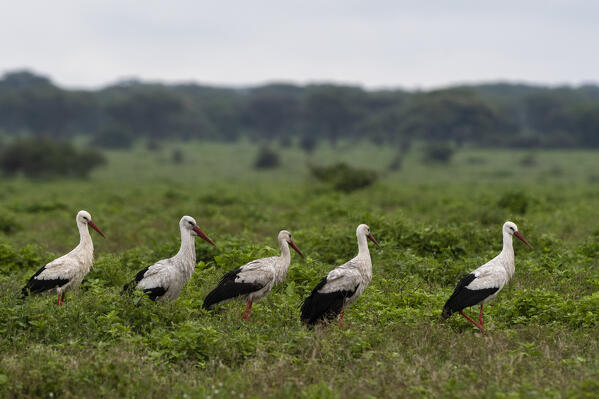 White storks (Ciconia ciconia), Ndutu, Ngorongoro Conservation Area, Serengeti, Tanzania.
