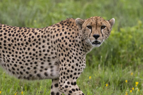 Cheetah (Acinonyx jubatus), Ndutu, Ngorongoro Conservation Area, Serengeti, Tanzania.