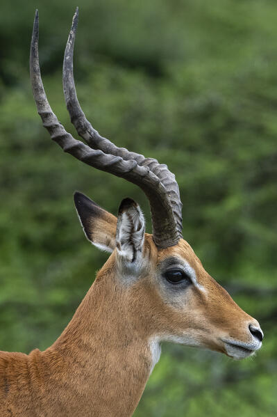 Male impala (Aepyceros melampus), Ndutu, Ngorongoro Conservation Area, Serengeti, Tanzania.