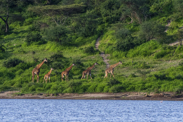 Masai giraffe (Giraffa camelopardalis tippelskirchi), Ndutu, Ngorongoro Conservation Area, Serengeti, Tanzania.