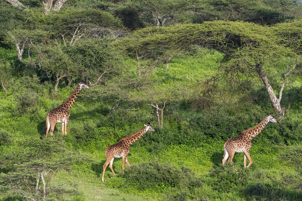 Masai giraffe (Giraffa camelopardalis tippelskirchi), Ndutu, Ngorongoro Conservation Area, Serengeti, Tanzania.