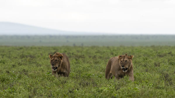 Two youn lions (Panthera leo), Ndutu, Ngorongoro Conservation Area, Serengeti, Tanzania.