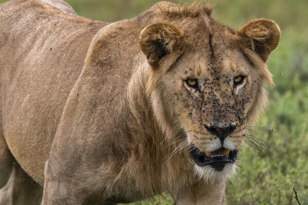 Lion (Panthera leo), Ndutu, Ngorongoro Conservation Area, Serengeti, Tanzania.