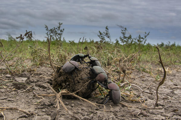 Dung beetles (Scarabaeidae) rolling dung ball, Ndutu, Ngorongoro Conservation Area, Serengeti, Tanzania.