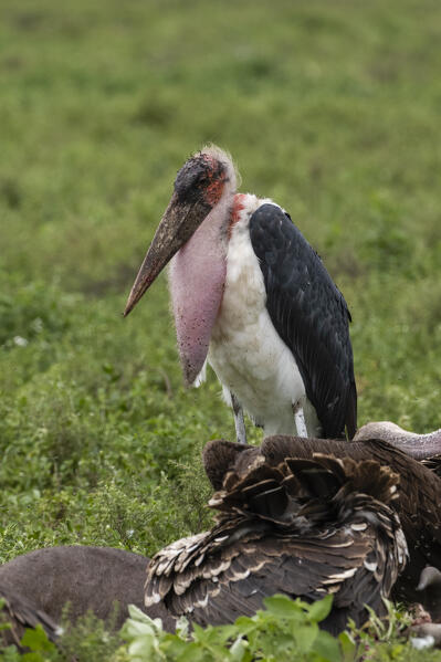 Marabou stork (Leptoptilos crumenifer), Ndutu, Ngorongoro Conservation Area, Serengeti, Tanzania.