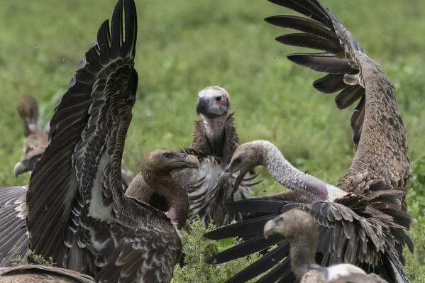 A  Lappet-faced vulture (Torgos tracheliotos) and white-backed vultures (Gyps africanus) on a carcass, Ndutu, Ngorongoro Conservation Area, Serengeti, Tanzania.