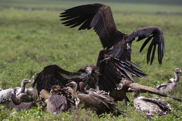 A  Lappet-faced vulture (Torgos tracheliotos) and white-backed vultures (Gyps africanus) on a carcass, Ndutu, Ngorongoro Conservation Area, Serengeti, Tanzania.