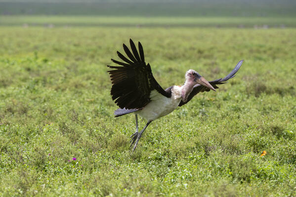 Marabou stork (Leptoptilos crumenifer), Ndutu, Ngorongoro Conservation Area, Serengeti, Tanzania.