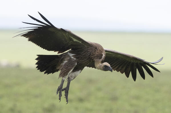 White-backed vultures (Gyps africanus), Ndutu, Ngorongoro Conservation Area, Serengeti, Tanzania.
