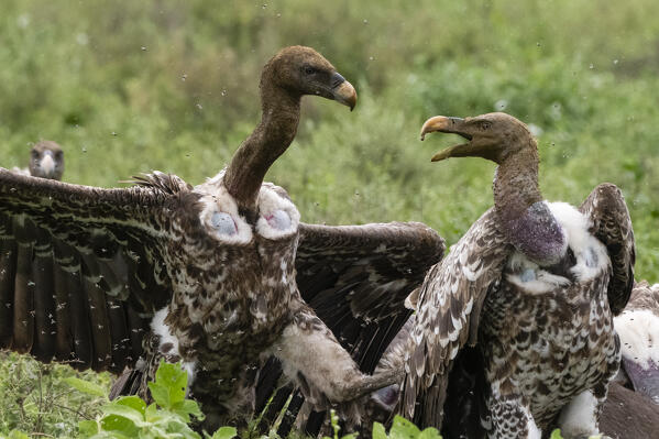 White-backed vultures (Gyps africanus) on a carcass, Ndutu, Ngorongoro Conservation Area, Serengeti, Tanzania.