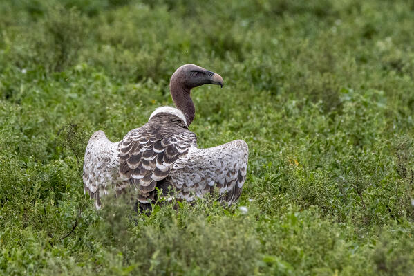 White-backed vultures (Gyps africanus) on a carcass, Ndutu, Ngorongoro Conservation Area, Serengeti, Tanzania.