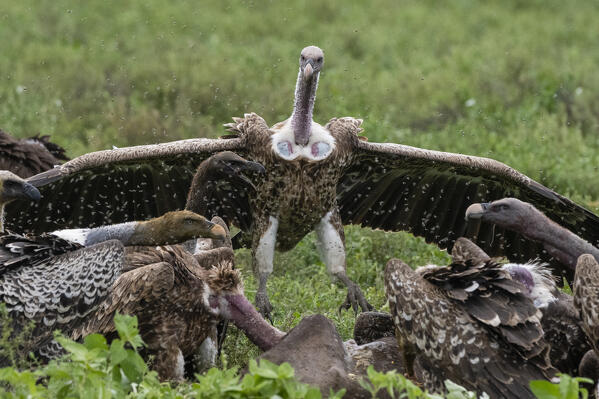 White-backed vultures (Gyps africanus) on a carcass, Ndutu, Ngorongoro Conservation Area, Serengeti, Tanzania.