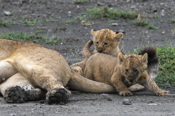 A lioness (Panthera leo) with its 4 weeks old cubs, Ndutu, Ngorongoro Conservation Area, Serengeti, Tanzania.