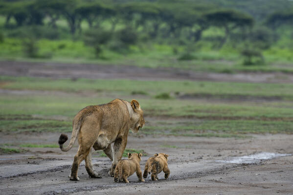 A lioness (Panthera leo) with its 4 weeks old cubs, Ndutu, Ngorongoro Conservation Area, Serengeti, Tanzania.