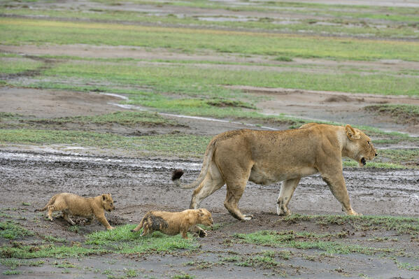 A lioness (Panthera leo) with its 4 weeks old cubs, Ndutu, Ngorongoro Conservation Area, Serengeti, Tanzania.