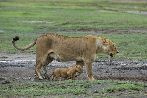 A lioness (Panthera leo) with its 4 weeks old cubs, Ndutu, Ngorongoro Conservation Area, Serengeti, Tanzania.