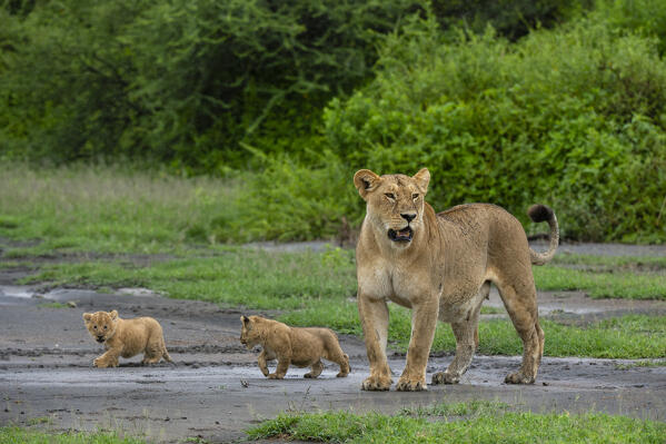 A lioness (Panthera leo) with its 4 weeks old cubs, Ndutu, Ngorongoro Conservation Area, Serengeti, Tanzania.