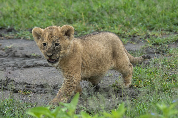 A 4 weeks old lion cub (Panthera leo), Ndutu, Ngorongoro Conservation Area, Serengeti, Tanzania.