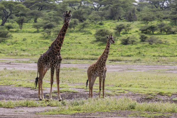 Masai giraffe (Giraffa camelopardalis tippelskirchi), Ndutu, Ngorongoro Conservation Area, Serengeti, Tanzania.