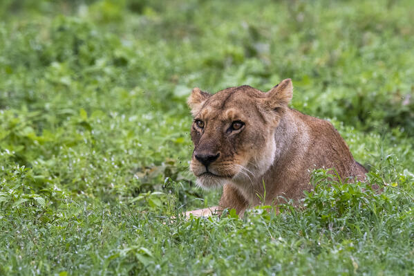 Lioness (Panthera leo), Ndutu, Ngorongoro Conservation Area, Serengeti, Tanzania.