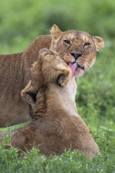 Lioness (Panthera leo), Ndutu, Ngorongoro Conservation Area, Serengeti, Tanzania.