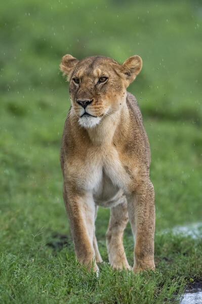 Lioness (Panthera leo), Ndutu, Ngorongoro Conservation Area, Serengeti, Tanzania.