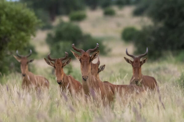 Coke's hartebeest (Alcelaphus buselaphus cokii), Tsavo, Kenya.