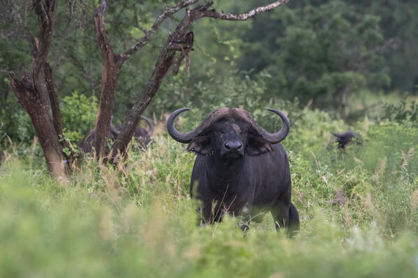 Cape buffalo (Syncerus caffer), Tsavo, Kenya.
